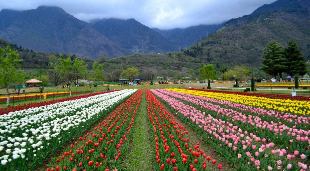 Summer Cool In Kashmir